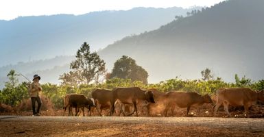 Ganadería de precisión: ¿cómo mejora la productividad?